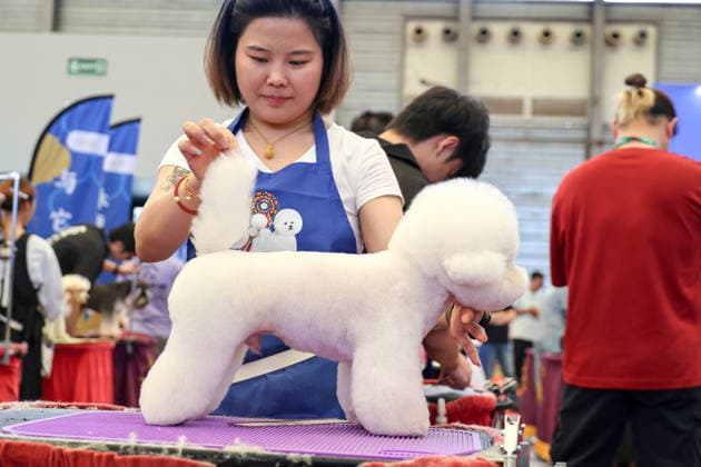 SHANGHAI, CHINA - AUGUST 19: A general view shows a pet grooming competition during the opening of the 28th Asian Pet Exhibition at Shanghai New International Expo Center on August 19, 2026 in Shanghai, China. The exhibition features a upgraded plan for new product launches in the Asia-Pacific region, with over 100 global debuts covering pet food, household items, smart devices, and grooming and medical care.  Copyright: xVCGx 111660914153