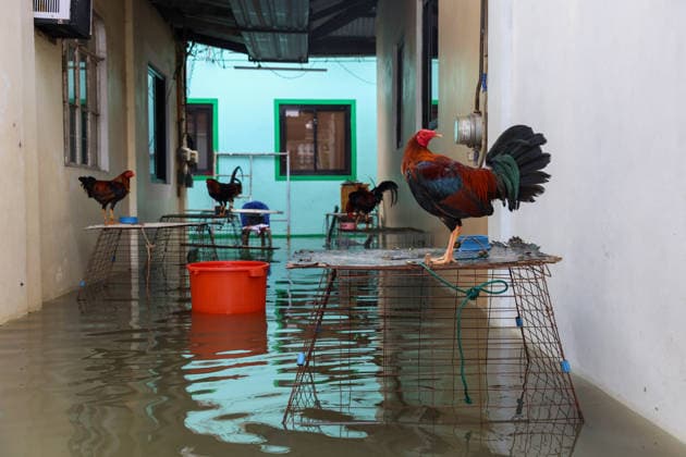 News Bilder des Tages Monsoon rains flood multiple places in Philippines as tens of thousands displaced BULACAN, PHILIPPINES - AUGUST 20: Roasters are being elevated to higher grounds outside a flooded house, at a town submerged by floods caused by monsoon rains, in Calumpit, Bulacan, Philippines, on August 20, 2026. The lingering monsoon effects, compounded with the intensifying tropical storm Saudel that is expected to turn into a typhoon, have recently brought humongous rains to the Philippines, causing widespread, serious flooding in multiple areas across 10 different regions, including those on Central Luzon. As a result, tens of thousands of people across the Southeast Asian country have been displaced or evacuated to safety. Daniel Ceng Anadolu Bulacan  Copyright: x2026xAnadoluxDanielxCengx