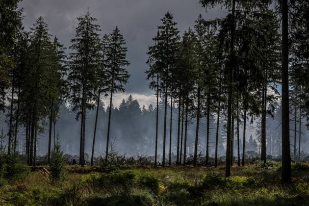 Firefighters continue to work, wetting the soil on the site of the fires in the Hautes Fagnes (High Fens) nature reserve, on Thursday 20 August 2026. The fire started on August 14th and 3000 hectares (on a total of 4500) are impacted.  JULIENxWARNAND 183822013
