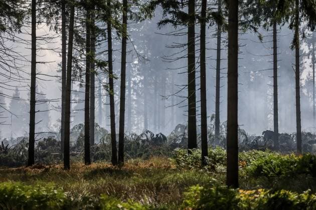 Firefighters continue to work, wetting the soil on the site of the fires in the Hautes Fagnes (High Fens) nature reserve, on Thursday 20 August 2026. The fire started on August 14th and 3000 hectares (on a total of 4500) are impacted.  JULIENxWARNAND 183822015