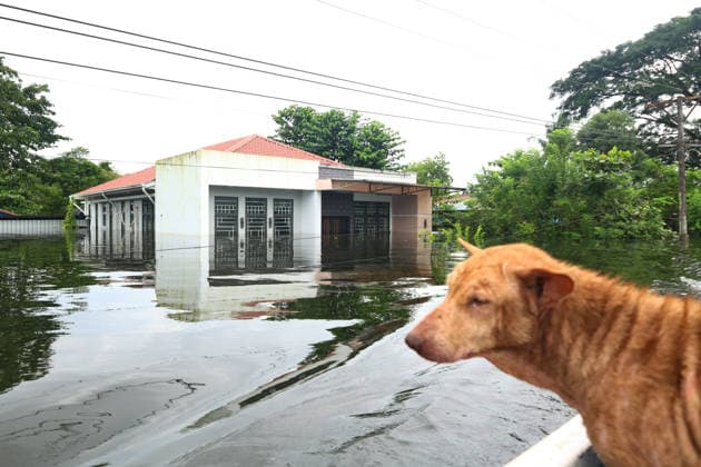 August 20, 2026, Ngathaingchaung, Ayeyarwady Region, Myanmar: Rescue team members save a dog from floodwaters in Ngathaingchaung Township, Ayeyarwady Region, Myanmar..In Laymyethna Township, Ayeyarwady Region, the Ngawun River embankment collapsed on July 31, leaving nearby towns including Hinthada, Yegyi, Ngathaingchaung, Kyonpyaw and Kyaunggon still inundated for three weeks, affecting tens of thousands of people, officials said. Ngathaingchaung Myanmar - ZUMAn324 20260820_zip_n324_007 Copyright: xAyexMyaxNaingx