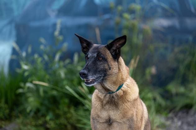 August 20, 2026, London, United Kingdom: Rak Jasper attends the World Premiere ofÃ‚ the movie THE DOG STARS at Odeon Luxe Leicester Square..Celebrities arrive on the red carpet for the movie World Premiere ofÃ‚ THE DOG STARSÃ‚ atÃ‚ Odeon Luxe in Leicester Square. London United Kingdom - ZUMAs197 20260820_aaa_s197_235 Copyright: xPhilxLewisx