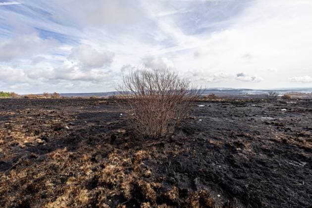 Picture taken on the site of the fires in the Hautes Fagnes (High Fens) nature reserve, on Friday 21 August 2026. The fire started on August 14th and 3000 hectares (on a total of 4500) are impacted.  JULIENxWARNAND 183892313