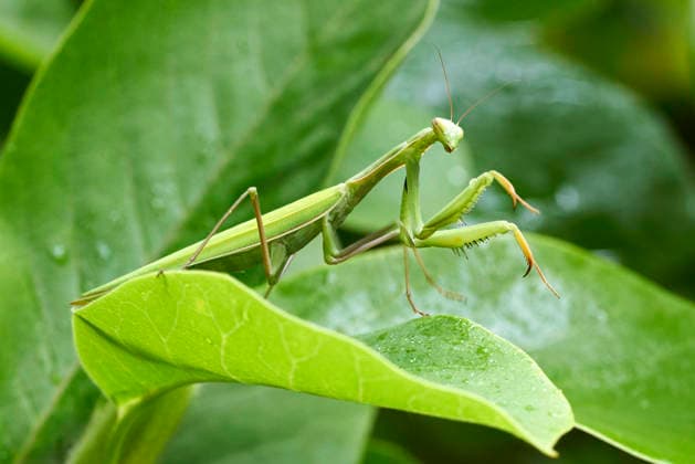 Eine weibliche Europäische Gottesanbeterin (Mantis religiosa) sitzt am 18.08.2026 auf einem Blatt einer Magnolie (Magnolia) in Bad Sachsa im Landkreis Göttingen in Niedersachsen, Deutschland. A female mantis on a leaf of a magnolia on 18th of August 2026 in Bad Sachsa county Goettingen in lower saxony, Germany