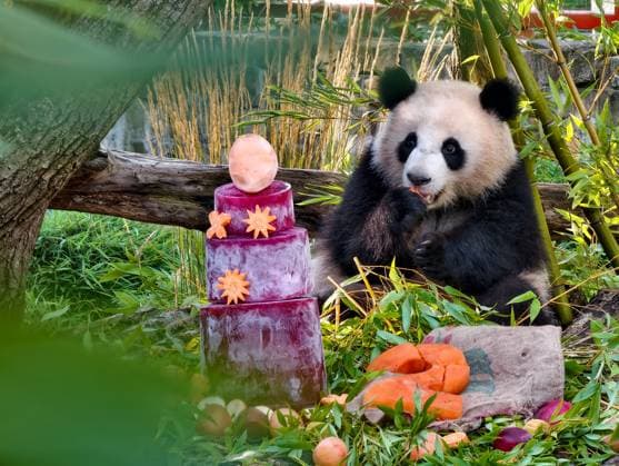 (260821) -- BERLIN, Aug. 21, 2026 -- This photo taken by a mobile phone shows giant panda Lotti, known in Chinese as Meng Tian, enjoying a special ice cake at Zoo Berlin in Berlin, Germany, on Aug. 21, 2026. To celebrate their second birthday, giant panda twins Leni and Lotti, known in Chinese as Meng Hao and Meng Tian, were treated to a special ice cake at Zoo Berlin on Friday, a day ahead of their birthday. ) GERMANY-BERLIN-ZOO BERLIN-GIANT PANDA TWINS-BIRTHDAY ZhuxYinan 
