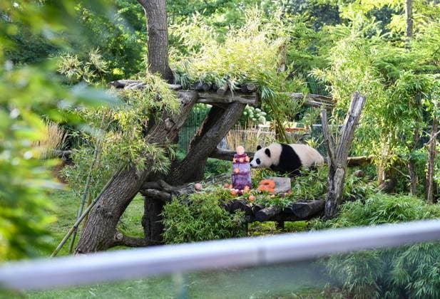 (260821) -- BERLIN, Aug. 21, 2026 -- Giant panda Lotti, known in Chinese as Meng Tian, enjoys a special ice cake at Zoo Berlin in Berlin, Germany, on Aug. 21, 2026. To celebrate their second birthday, giant panda twins Leni and Lotti, known in Chinese as Meng Hao and Meng Tian, were treated to a special ice cake at Zoo Berlin on Friday, a day ahead of their birthday. ) GERMANY-BERLIN-ZOO BERLIN-GIANT PANDA TWINS-BIRTHDAY ZhuxYinan 