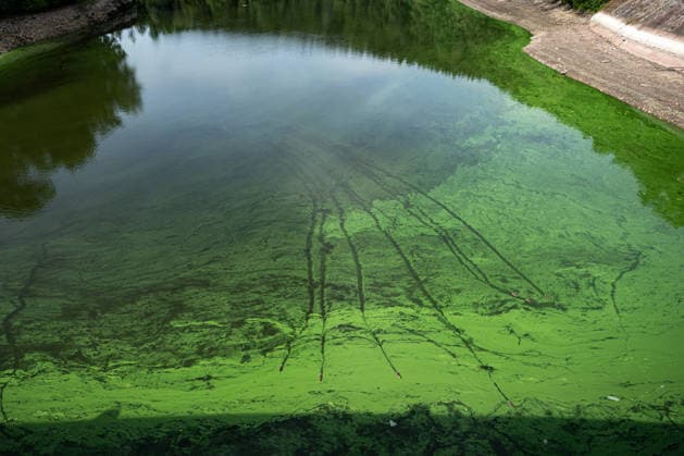 Low water level at the Les Kralovstvi reservoir on the Elbe river in Bila Tremesna near Dvur Kralove nad Labem, Trutnov region, Czech Republic, during the current drought, on August 21, 2026. (CTKxPhoto DavidxTanecek) CTKPhotoP2026082104817  CTKPhotoP2026082104817