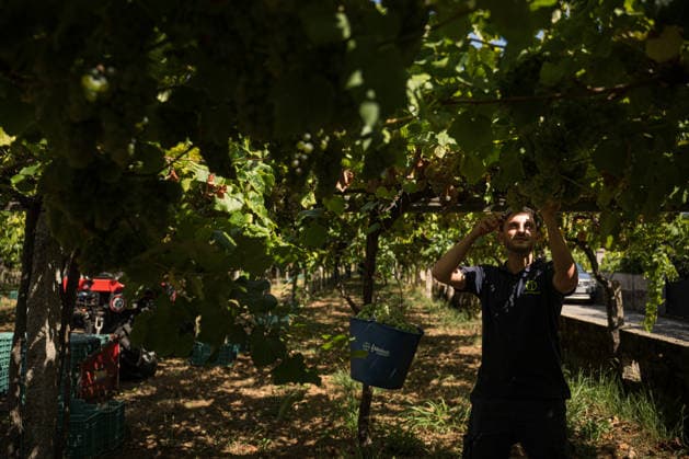 First Grape Harvests in the Rías Baixas, Galicia: A person during one of the first grape harvests in the Rías Baixas, on August 21, 2026, in Galicia, Spain. This vineyard plot has been selected by a winery for the harvest of DO Albarino grapes and the production of special wines, which are typically aged on the lees in special barrels; these wines can take up to 2 years to be bottled and released to the market. The characteristics that set them apart typically include a balance of acidity and alcohol content, the age of the vines, soil balance, and low chemical residues. AUGUST 21, 2026 WINE DESIGNATION OF ORIGIN ALBARINO GALICIA HARVEST HARVESTER WINERY VINE GRAPE Elena Ferná Rías Baixas Galicia Rías Baixas Galicia Spain  Copyright: xElenaxFernandezx 7724649
