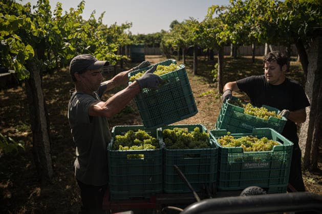 First Grape Harvests in the Rías Baixas, Galicia: Two people during one of the first grape harvests in the Rías Baixas, on August 21, 2026, in Galicia, Spain. This vineyard plot has been selected by a winery for the harvest of DO Albarino grapes and the production of special wines, which are typically aged on the lees in special barrels; these wines can take up to 2 years to be bottled and released to the market. The characteristics that set them apart typically include a balance of acidity and alcohol content, the age of the vines, soil balance, and low chemical residues. AUGUST 21, 2026 WINE ALBARINO DESIGNATION OF ORIGIN GALICIA HARVEST HARVESTER WINERY GRAPE VARIETY Elena Ferná Rías Baixas Galicia Rías Baixas Galicia, Spain  Copyright: xElenaxFernandezx 7724669