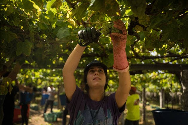 First Grape Harvests in the Rías Baixas, Galicia: A person during one of the first grape harvests in the Rías Baixas on August 21, 2026, in Galicia, Spain. This vineyard plot has been selected by a winery for the harvest of DO Albarino grapes and the production of special wines, which are typically aged on the lees in special barrels; these wines can take up to 2 years to be bottled and released to the market. The characteristics that set them apart typically include a balance of acidity and alcohol content, the age of the vines, soil balance, and low chemical residues. AUGUST 21, 2026 WINE ALBARINO DESIGNATION OF ORIGIN GALICIA HARVEST HARVESTER WINERY VINE GRAPE Elena Ferná Rías Baixas Galicia Rías Baixas Galicia, Spain  Copyright: xElenaxFernandezx 7724660