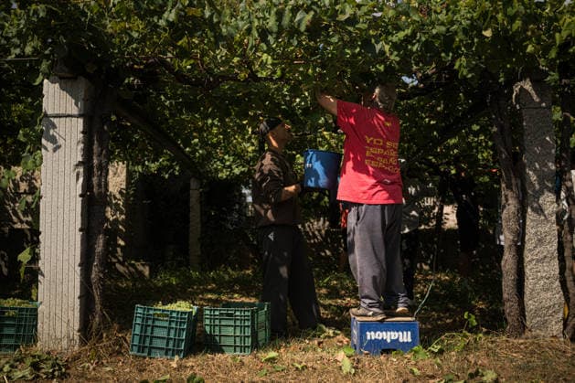 First Grape Harvests in the Rías Baixas, Galicia: Two people during one of the first grape harvests in the Rías Baixas, on August 21, 2026, in Galicia, Spain. This vineyard plot has been selected by a winery for the harvest of DO Albarino grapes and the production of special wines, which are typically aged on lees in special barrels; these wines may take up to 2 years to be bottled and released to the market. The characteristics that set them apart typically include a balance of acidity and alcohol content, the age of the vines, soil balance, and low chemical residues. AUGUST 21, 2026 WINE ALBARINO DESIGNATION OF ORIGIN GALICIA HARVEST HARVEST WORKER WINERY GRAPE VARIETY Elena Ferná Rías Baixas Galicia Rías Baixas Galicia, Spain  Copyright: xElenaxFernandezx 7724668