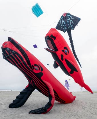 August 21,, 2026 - Long Beach, Washington , USA: The Washington State International Kite Festival is a week-long celebration of kites and kite flying. Held annually during the third full week of August, the prevailing winds off the Pacific Ocean usually provide ample lift for the outsized kites. Long Beach USA - ZUMAce6_ 20260821_zaf_ce6_004 Copyright: xBrianxCahnx