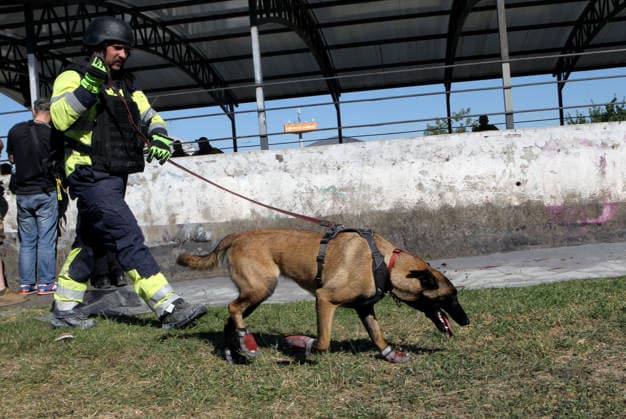 SAR operation ongoing after Russian strike on shopping centre in Kryvyi Rih A State Emergency Service canine handler and a Malinois service dog participate in a search-and-rescue operation at the Soniachna Halereia shopping and entertainment centre, damaged by a Russian drone strike in Kryvyi Rih, Ukraine, August 22, 2026. On Friday, August 21, Russian forces carried out a double drone attack on the city™s largest mall. Rescue and recovery operations are underway, with workers dismantling damaged reinforced concrete and metal structures and examining the rubble. Nine people, including two children, remain missing. A total of 130 civilians, among them 25 children, sustained injuries of varying severity, while the death toll has risen to 16  Copyright: xMykolaxMiakshykovx xUkrinformx xAvalonx 1127343530