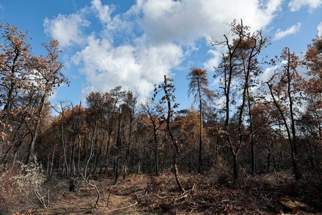 (260822) -- SEINE-ET-MARNE, Aug. 22, 2026 -- This photo taken on Aug. 22, 2026 shows an area burnt in a wildfire in the Fontainebleau Forest in Seine-et-Marne, France. ) FRANCE-SEINE-ET-MARNE-FONTAINEBLEAU FOREST-WILDFIRE-AFTERMATH WuxHuiwo 
