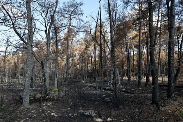 (260822) -- SEINE-ET-MARNE, Aug. 22, 2026 -- This photo taken on Aug. 22, 2026 shows an area burnt in a wildfire in the Fontainebleau Forest in Seine-et-Marne, France. ) FRANCE-SEINE-ET-MARNE-FONTAINEBLEAU FOREST-WILDFIRE-AFTERMATH WuxHuiwo 
