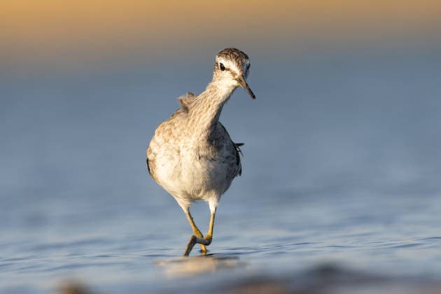 Entertainment Bilder des Tages August 23, 2026, Diyarbakir, Diyarbakir, Turkey: A Wood Sandpiper (Tringa glareola) is feeding along the shoreline of Kabakli Pond in the Tigris Valley, Diyarbakir, Turkey. This wetland is an important feeding and breeding habitat for many resident and migratory bird species. Diyarbakir Turkey - ZUMAe142 20260823_zip_e142_011 Copyright: xDoganxEvsanx