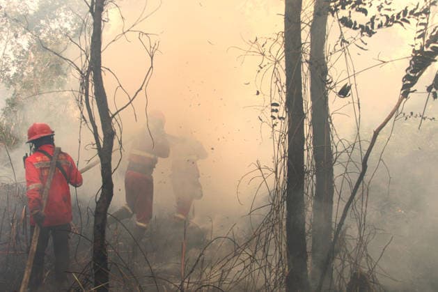 Indonesian firefighters battle wildfires in South Sumatra OGAN ILIR, INDONESIA - AUGUST 22: Indonesian firefighters from Manggala Agni try to extinguish wildfires in Pamulutan Regency, Ogan Ilir, South Sumatra, Indonesia, on August 22, 2026. Indonesian President Prabowo Subianto personally inspected the wildfires in Kalimantan on August 22 and instructed swift, integrated and simultaneous efforts to address the fires. These instructions included increasing the number of field personnel, deploying more than 17 additional water-bombing helicopters, and deploying 1,500 additional Indonesian National Armed Forces (TNI) personnel. Muhammad Fajri Anadolu South Sumatra Indonesia. Editorial use only. Please get in touch for any other usage.  Copyright: x2026xAnadoluxMuhammadxFajrix