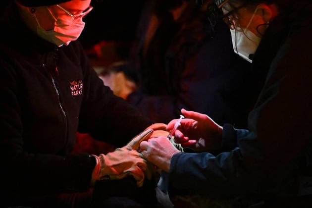 PENGUIN VACCINE PHILLIP ISLAND, Members of the vaccination operations team process and administer a bird flu vaccination on Little Penguins at Summerland in Philip Island, Victoria, Sunday, August 23, 2026. Authorities are administering vaccinations to at risk species of birds. ( NO ARCHIVING PHILLIP ISLAND VICTORIA AUSTRALIA  Copyright: xJOELxCARRETTx 20260823120729534506