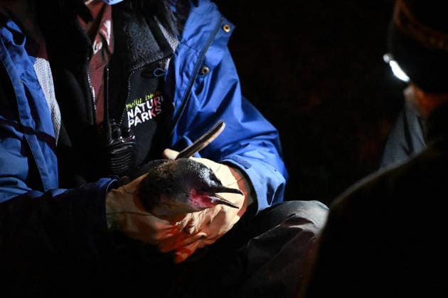 PENGUIN VACCINE PHILLIP ISLAND, Members of the vaccination operations team process and administer a bird flu vaccination on Little Penguins at Summerland in Philip Island, Victoria, Sunday, August 23, 2026. Authorities are administering vaccinations to at risk species of birds. ( NO ARCHIVING PHILLIP ISLAND VICTORIA AUSTRALIA  Copyright: xJOELxCARRETTx 20260823178993097370