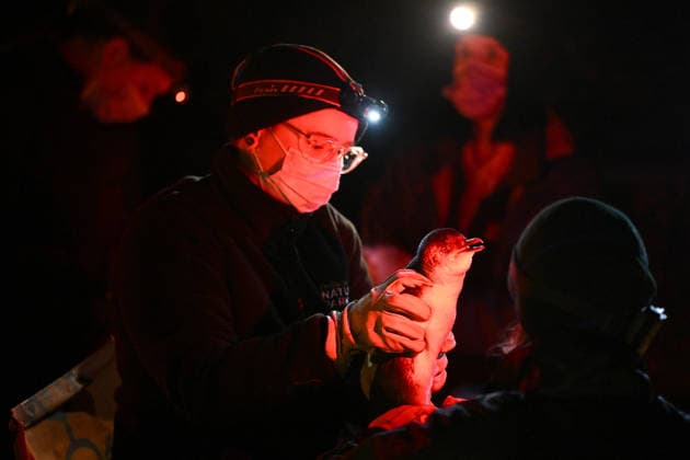 PENGUIN VACCINE PHILLIP ISLAND, Members of the vaccination operations team process and administer a bird flu vaccination on Little Penguins at Summerland in Philip Island, Victoria, Sunday, August 23, 2026. Authorities are administering vaccinations to at risk species of birds. ( NO ARCHIVING PHILLIP ISLAND VICTORIA AUSTRALIA  Copyright: xJOELxCARRETTx 20260823117174406110