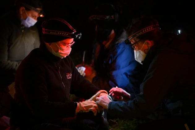 PENGUIN VACCINE PHILLIP ISLAND, Members of the vaccination operations team process and administer a bird flu vaccination on Little Penguins at Summerland in Philip Island, Victoria, Sunday, August 23, 2026. Authorities are administering vaccinations to at risk species of birds. ( NO ARCHIVING PHILLIP ISLAND VICTORIA AUSTRALIA  Copyright: xJOELxCARRETTx 20260823145542471803