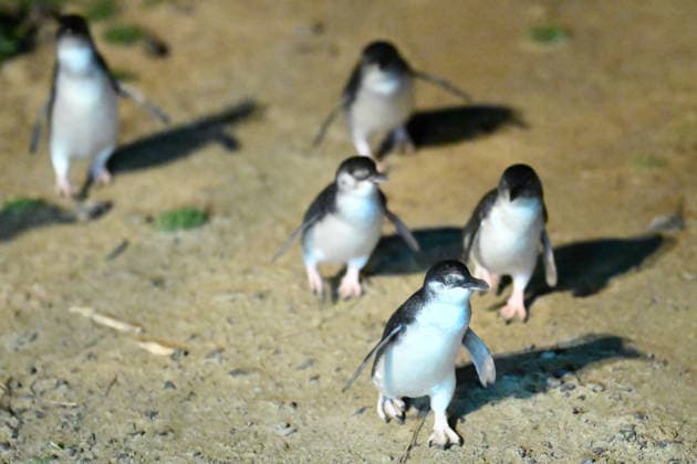 PENGUIN VACCINE PHILLIP ISLAND, Little Penguins come ashore ahead of being administered a bird flu vaccination on Little Penguins at Summerlands in Philip Island, Victoria, Sunday, August 23, 2026. Authorities are administering vaccinations to at risk species of birds. ( NO ARCHIVING PHILLIP ISLAND VICTORIA AUSTRALIA  Copyright: xJOELxCARRETTx 20260823164307728971