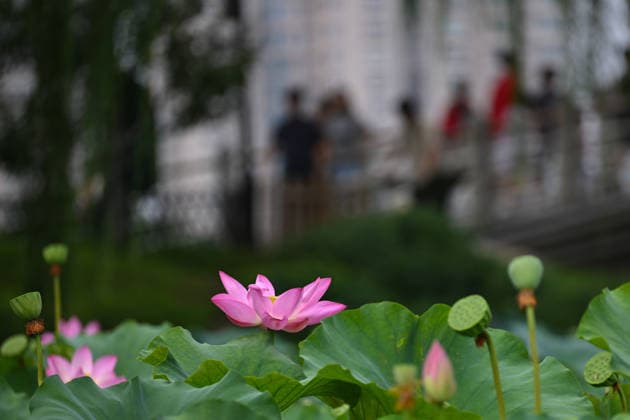 (260823) -- BEIJING, Aug. 23, 2026 -- This photo taken on Aug. 23, 2026 shows lotus flowers at Zizhuyuan Park in Beijing, capital of China. ) CHINA-BEIJING-LOTUS FLOWERS (CN) XinxYuewei 