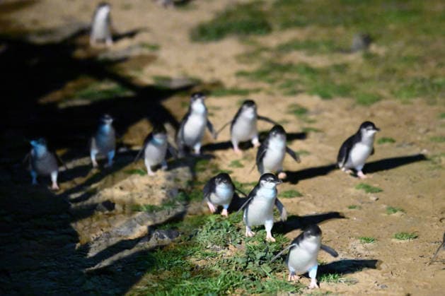 PENGUIN VACCINE PHILLIP ISLAND, Little Penguins come ashore ahead of being administered a bird flu vaccination on Little Penguins at Summerlands in Philip Island, Victoria, Sunday, August 23, 2026. Authorities are administering vaccinations to at risk species of birds. ( NO ARCHIVING PHILLIP ISLAND VICTORIA AUSTRALIA  Copyright: xJOELxCARRETTx 20260823197869063261