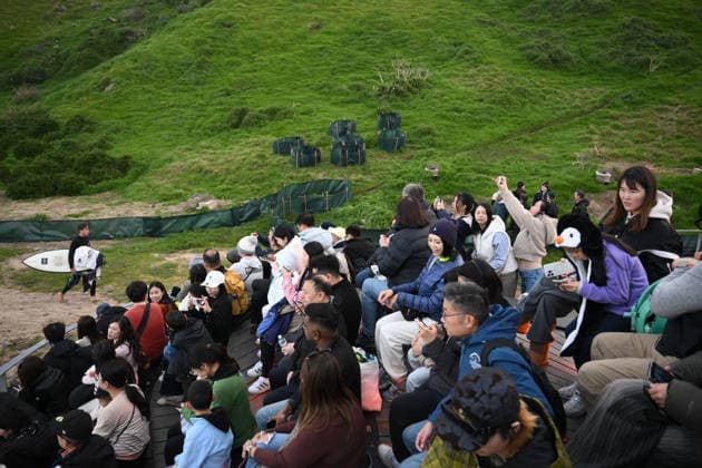 PENGUIN VACCINE PHILLIP ISLAND, Patrons take seats on viewing platforms ahead of the arrival of Little Penguins at Summerlands in Philip Island, Victoria, Sunday, August 23, 2026. Authorities are administering vaccinations to at risk species of birds. ( NO ARCHIVING PHILLIP ISLAND VICTORIA AUSTRALIA  Copyright: xJOELxCARRETTx 20260823133062706223