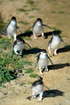 PENGUIN VACCINE PHILLIP ISLAND, Little Penguins come ashore ahead of being administered a bird flu vaccination on Little Penguins at Summerlands in Philip Island, Victoria, Sunday, August 23, 2026. Authorities are administering vaccinations to at risk species of birds. ( NO ARCHIVING PHILLIP ISLAND VICTORIA AUSTRALIA  Copyright: xJOELxCARRETTx 20260823197401628808