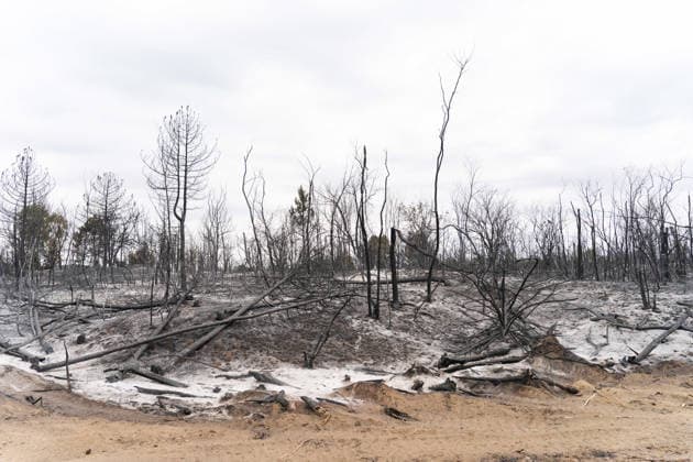 August 23, 2026, Umarak, Vojvodina, Serbia: 2026823, A umarak, Serbia -Serbian President VUCIC ALEKSANDAR visits the Deliblato Sands (Deliblatska Pescara) Special Nature Reserve to inspect the areas devastated by a massive wildfire. Umarak Serbia - ZUMAd223 20260823_zip_d223_019 Copyright: xMarkoxDimicx