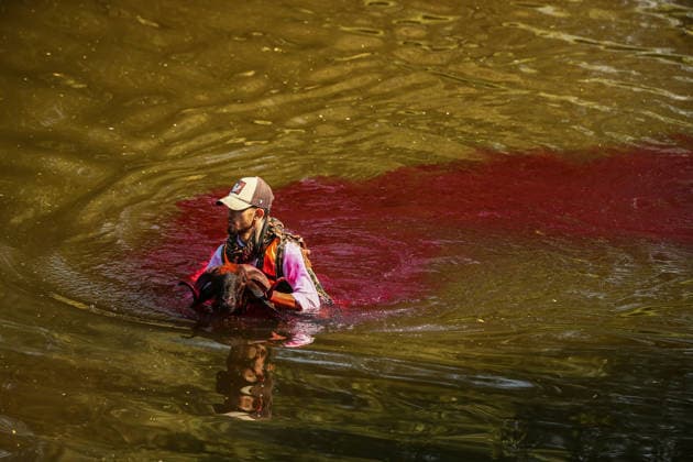 Shepherds and adorned sheep compete in Turkiye s 853-year-old river crossing contest DENIZLI, TURKIYE - AUGUST 23: Shepherds guide their sheep to cross the Buyuk Menderes River during the 853-year-old traditional Sheep Crossing Water Contest in the Cal district of Denizli, Turkiye on August 23, 2026. This year s historic event saw 47 shepherds with 63 flocks participating from surrounding districts. Waiting their turn since sunrise, the shepherds led their painted and decorated leader sheep ( elci ) to guide the rest of the flock across the river. Mahmut Serdar Alakus Anadolu Denizli Turkey. Editorial use only. Please get in touch for any other usage.  Copyright: x2026xAnadoluxMahmutxSerdarxAlakusx