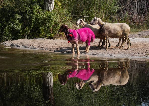 Shepherds and adorned sheep compete in Turkiye s 853-year-old river crossing contest DENIZLI, TURKIYE - AUGUST 23: An adorned leader sheep ( elci ), dyed pink in accordance with custom, stands on the riverbank before leading the flock across the Buyuk Menderes River during the 853-year-old traditional Sheep Crossing Water Contest in the Cal district of Denizli, Turkiye on August 23, 2026. This year s historic event saw 47 shepherds with 63 flocks participating from surrounding districts. Waiting their turn since sunrise, the shepherds led their painted and adorned leader sheep to guide the rest of the flock across the river. Mahmut Serdar Alakus Anadolu Denizli Turkey. Editorial use only. Please get in touch for any other usage.  Copyright: x2026xAnadoluxMahmutxSerdarxAlakusx