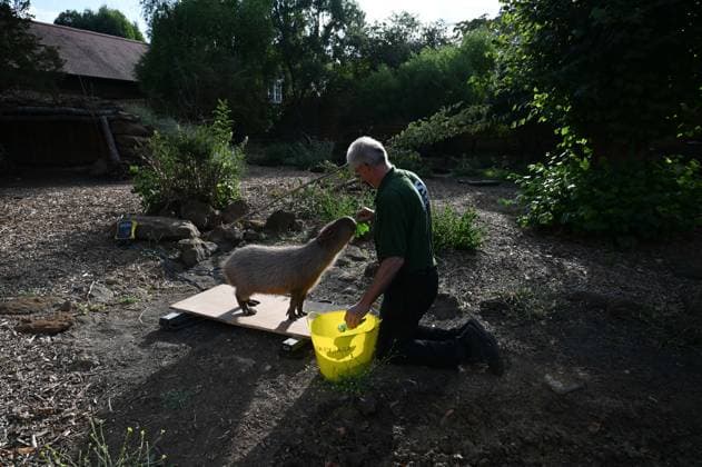 London Zoo s Annual Weigh In 2026 LONDON, UNITED KINGDOM - AUGUST 24: A member of staff records the weights and measurements of capybaras during the annual weighing event held at London Zoo in London, United Kingdom on August 24, 2026. Animals from different species were weighed and measured during the checks in order to monitor their health and development. Rasid Necati Aslim Anadolu London United Kingdom. Editorial use only. Please get in touch for any other usage.  Copyright: x2026xAnadoluxRasidxNecatixAslimx