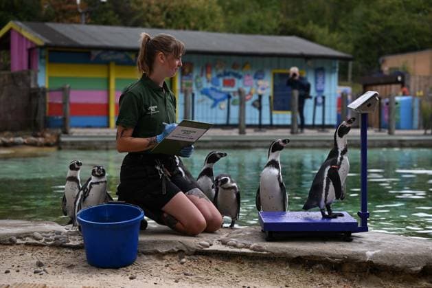 London Zoo s Annual Weigh In 2026 LONDON, UNITED KINGDOM - AUGUST 24: A member of staff records the weights and measurements of penguins during the annual weighing event held at London Zoo in London, United Kingdom on August 24, 2026. Animals from different species were weighed and measured during the checks in order to monitor their health and development. Rasid Necati Aslim Anadolu London United Kingdom. Editorial use only. Please get in touch for any other usage.  Copyright: x2026xAnadoluxRasidxNecatixAslimx