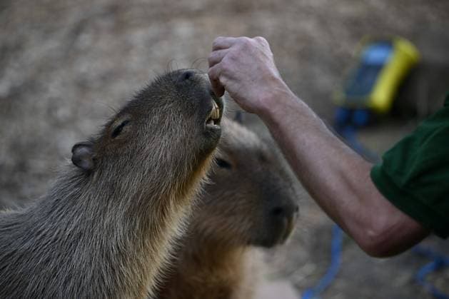 London Zoo s Annual Weigh In 2026 LONDON, UNITED KINGDOM - AUGUST 24: A member of staff records the weights and measurements of capybaras during the annual weighing event held at London Zoo in London, United Kingdom on August 24, 2026. Animals from different species were weighed and measured during the checks in order to monitor their health and development. Rasid Necati Aslim Anadolu London United Kingdom. Editorial use only. Please get in touch for any other usage.  Copyright: x2026xAnadoluxRasidxNecatixAslimx