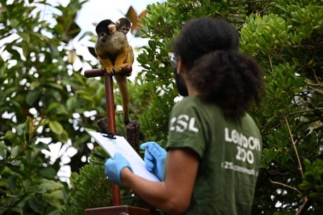 London Zoo s Annual Weigh In 2026 LONDON, UNITED KINGDOM - AUGUST 24: A member of staff records the weights and measurements of black-capped squirrel monkey during the annual weighing event held at London Zoo in London, United Kingdom on August 24, 2026. Animals from different species were weighed and measured during the checks in order to monitor their health and development. Rasid Necati Aslim Anadolu London United Kingdom. Editorial use only. Please get in touch for any other usage.  Copyright: x2026xAnadoluxRasidxNecatixAslimx