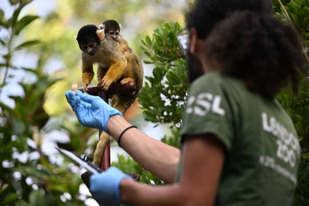 London Zoo s Annual Weigh In 2026 LONDON, UNITED KINGDOM - AUGUST 24: A member of staff records the weights and measurements of black-capped squirrel monkey during the annual weighing event held at London Zoo in London, United Kingdom on August 24, 2026. Animals from different species were weighed and measured during the checks in order to monitor their health and development. Rasid Necati Aslim Anadolu London United Kingdom. Editorial use only. Please get in touch for any other usage.  Copyright: x2026xAnadoluxRasidxNecatixAslimx