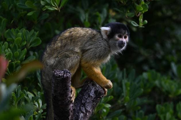 London Zoo s Annual Weigh In 2026 LONDON, UNITED KINGDOM - AUGUST 24: A black-capped squirrel monkey is seen during the annual weighing event held at London Zoo in London, United Kingdom on August 24, 2026. Animals from different species were weighed and measured during the checks in order to monitor their health and development. Rasid Necati Aslim Anadolu London United Kingdom. Editorial use only. Please get in touch for any other usage.  Copyright: x2026xAnadoluxRasidxNecatixAslimx