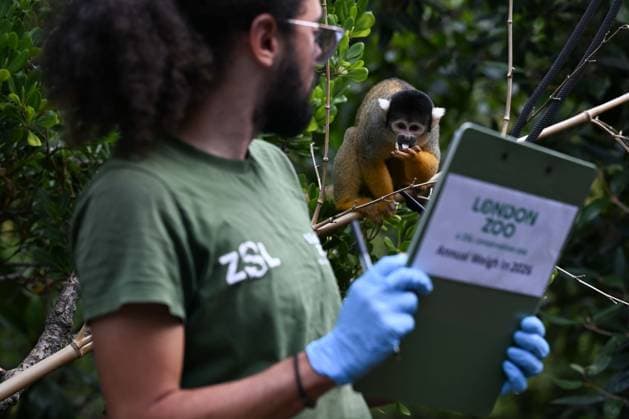 London Zoo s Annual Weigh In 2026 LONDON, UNITED KINGDOM - AUGUST 24: A member of staff records the weights and measurements of black-capped squirrel monkey during the annual weighing event held at London Zoo in London, United Kingdom on August 24, 2026. Animals from different species were weighed and measured during the checks in order to monitor their health and development. Rasid Necati Aslim Anadolu London United Kingdom. Editorial use only. Please get in touch for any other usage.  Copyright: x2026xAnadoluxRasidxNecatixAslimx