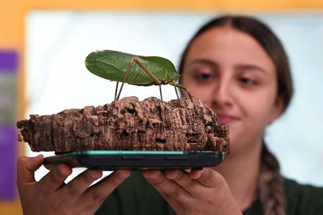 London Zoo s Annual Weigh In 2026 LONDON, UNITED KINGDOM - AUGUST 24: A member of staff records the weights and measurements of leaf insects during the annual weighing event held at London Zoo in London, United Kingdom on August 24, 2026. Animals from different species were weighed and measured during the checks in order to monitor their health and development. Rasid Necati Aslim Anadolu London United Kingdom. Editorial use only. Please get in touch for any other usage.  Copyright: x2026xAnadoluxRasidxNecatixAslimx