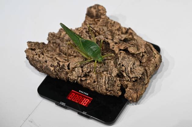 London Zoo s Annual Weigh In 2026 LONDON, UNITED KINGDOM - AUGUST 24: A member of staff records the weights and measurements of leaf insects during the annual weighing event held at London Zoo in London, United Kingdom on August 24, 2026. Animals from different species were weighed and measured during the checks in order to monitor their health and development. Rasid Necati Aslim Anadolu London United Kingdom. Editorial use only. Please get in touch for any other usage.  Copyright: x2026xAnadoluxRasidxNecatixAslimx