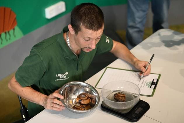 London Zoo s Annual Weigh In 2026 LONDON, UNITED KINGDOM - AUGUST 24: The animals weights and measurements are recorded during the annual weighing event held at London Zoo in London, United Kingdom on August 24, 2026. Animals from different species were weighed and measured during the checks in order to monitor their health and development. Rasid Necati Aslim Anadolu London United Kingdom. Editorial use only. Please get in touch for any other usage.  Copyright: x2026xAnadoluxRasidxNecatixAslimx