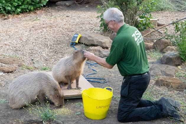 August 24, 2026, London, England, United Kingdom: A zookeeper Mick weighs Capybara during the annual Weigh In at ZSL (Zoological Society of London) in London, Britain. Zookeepers record the animals vital statistics as part of regular health and wellbeing checks. London United Kingdom - ZUMAk172 20260824_zip_k172_003 Copyright: xThomasxKrychx