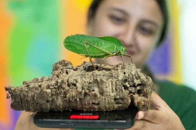 August 24, 2026, London, England, United Kingdom: A zookeeper has a Katydid insect on a scale during London Zoo s annual weigh-in in London, Britain. Zookeepers record the animals vital statistics as part of regular health and wellbeing checks. London United Kingdom - ZUMAk172 20260824_zip_k172_020 Copyright: xThomasxKrychx