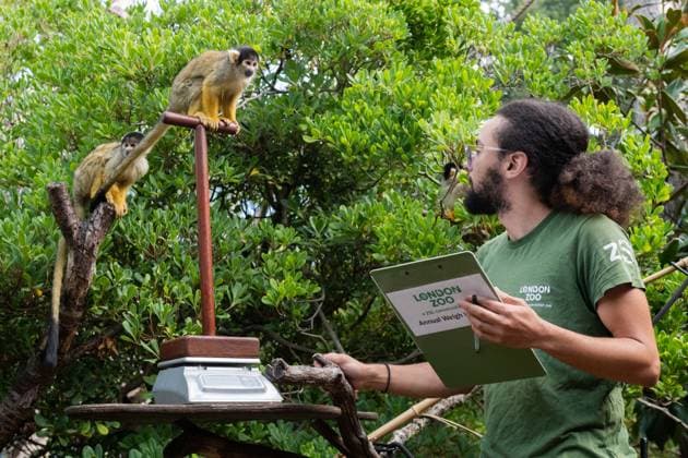 August 24, 2026, London, England, United Kingdom: A zookeeper Roan weighs a Bolivian Squirrel monkey on a scale during the annual Weigh In at ZSL (Zoological Society of London) in London, Britain, August 24, 2026. Zookeepers record the animals vital statistics as part of regular health and wellbeing checks. London United Kingdom - ZUMAk172 20260824_zip_k172_021 Copyright: xThomasxKrychx