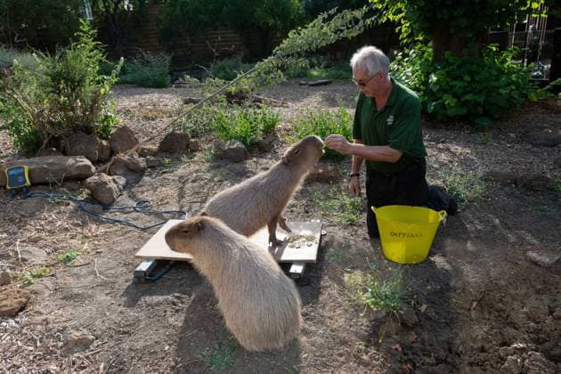 August 24, 2026, London, England, United Kingdom: A zookeeper Mick weighs Capybara during the annual Weigh In at ZSL (Zoological Society of London) in London, Britain. Zookeepers record the animals vital statistics as part of regular health and wellbeing checks. London United Kingdom - ZUMAk172 20260824_zip_k172_027 Copyright: xThomasxKrychx