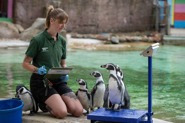 August 24, 2026, London, England, United Kingdom: A zookeeper weighs Humboldt penguins during London Zoo s annual weigh-in in London, Britain, August 24, 2026. Zookeepers record the animals vital statistics as part of regular health and wellbeing checks. London United Kingdom - ZUMAk172 20260824_zip_k172_028 Copyright: xThomasxKrychx