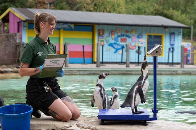 August 24, 2026, London, England, United Kingdom: A zookeeper weighs Humboldt penguins during London Zoo s annual weigh-in in London, Britain, August 24, 2026. Zookeepers record the animals vital statistics as part of regular health and wellbeing checks. London United Kingdom - ZUMAk172 20260824_zip_k172_035 Copyright: xThomasxKrychx