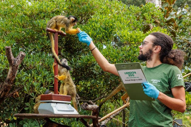 Annual weigh-in records animals™ vital statistics at ZSL London Zoo, London, UK. ZSL London Zoo, UK. 24th August 2026. Bolivian black-capped squirrel monkeys, are tempted onto the scales by ZSL London Zoo Keeper, Rowan, at the annual weigh in. The weigh-in is an opportunity for keepers at ZSL London Zoo to make sure the information they™ve recorded is up-to-date and accurate, enabling them to monitor each animals health. Each measurement is then added to the Zoological Information Management System (ZIMS), a database shared with zoos all over the world that helps zookeepers to compare important information on thousands of endangered species., Credit:Photo by Amanda Rose Amanda Rose Avalon United Kingdom, London, ZSL London Zoo  Copyright: xPhotoxbyxAmandaxRosex xAmandaxRosex xAvalonx 1128185237